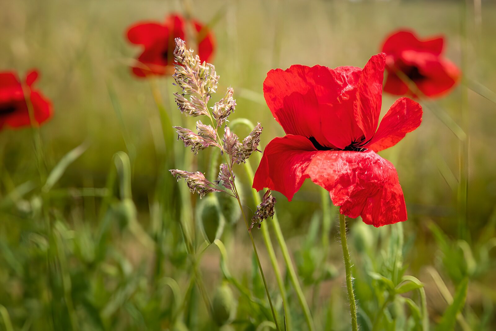 OCUK59549: Vibrant Poppy in Bloom