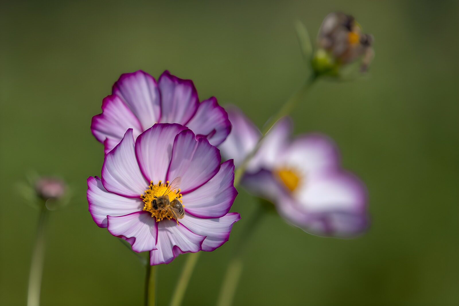 OCUK56084: Vibrant Cosmos Flowers with a Bee