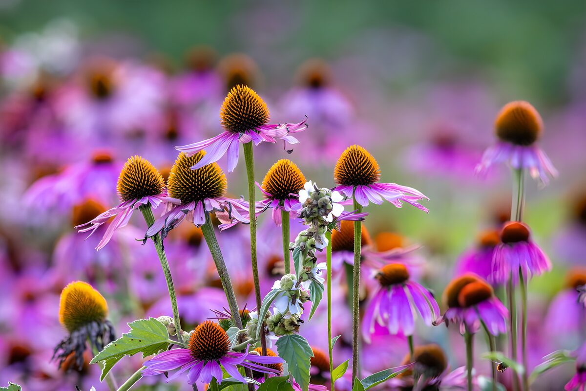 Vibrant Coneflowers in Bloom