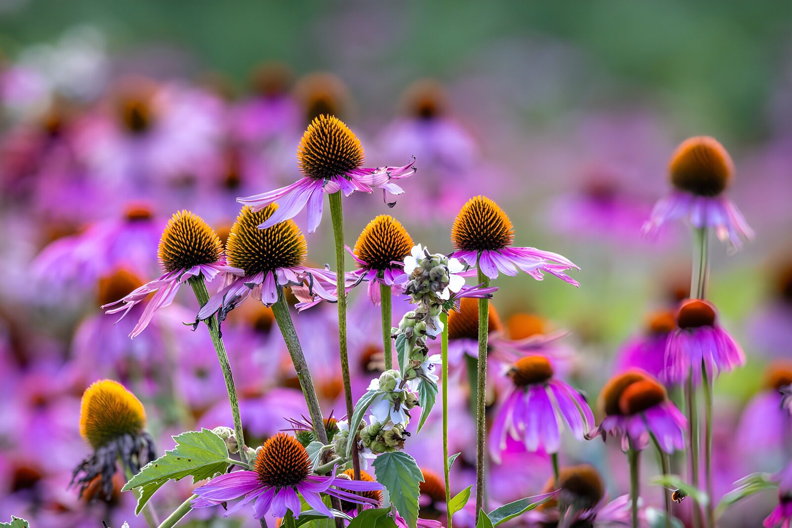 OCUK20624: Vibrant Coneflowers in Bloom