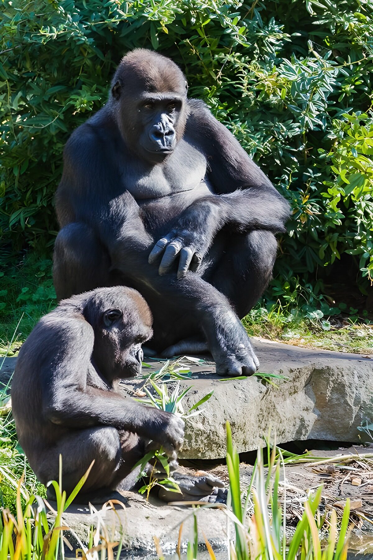 OCUK48234: Mother and Baby Gorillas at Play