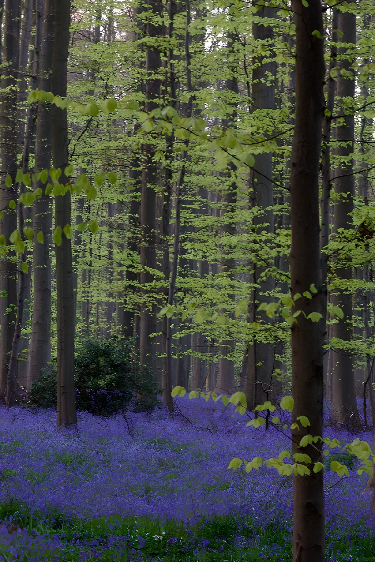 OCUK92103: Enchanted Forest of Bluebells