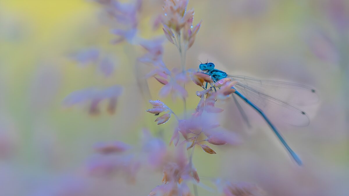 OCUK14372: Delicate Dragonfly Among Blossoms