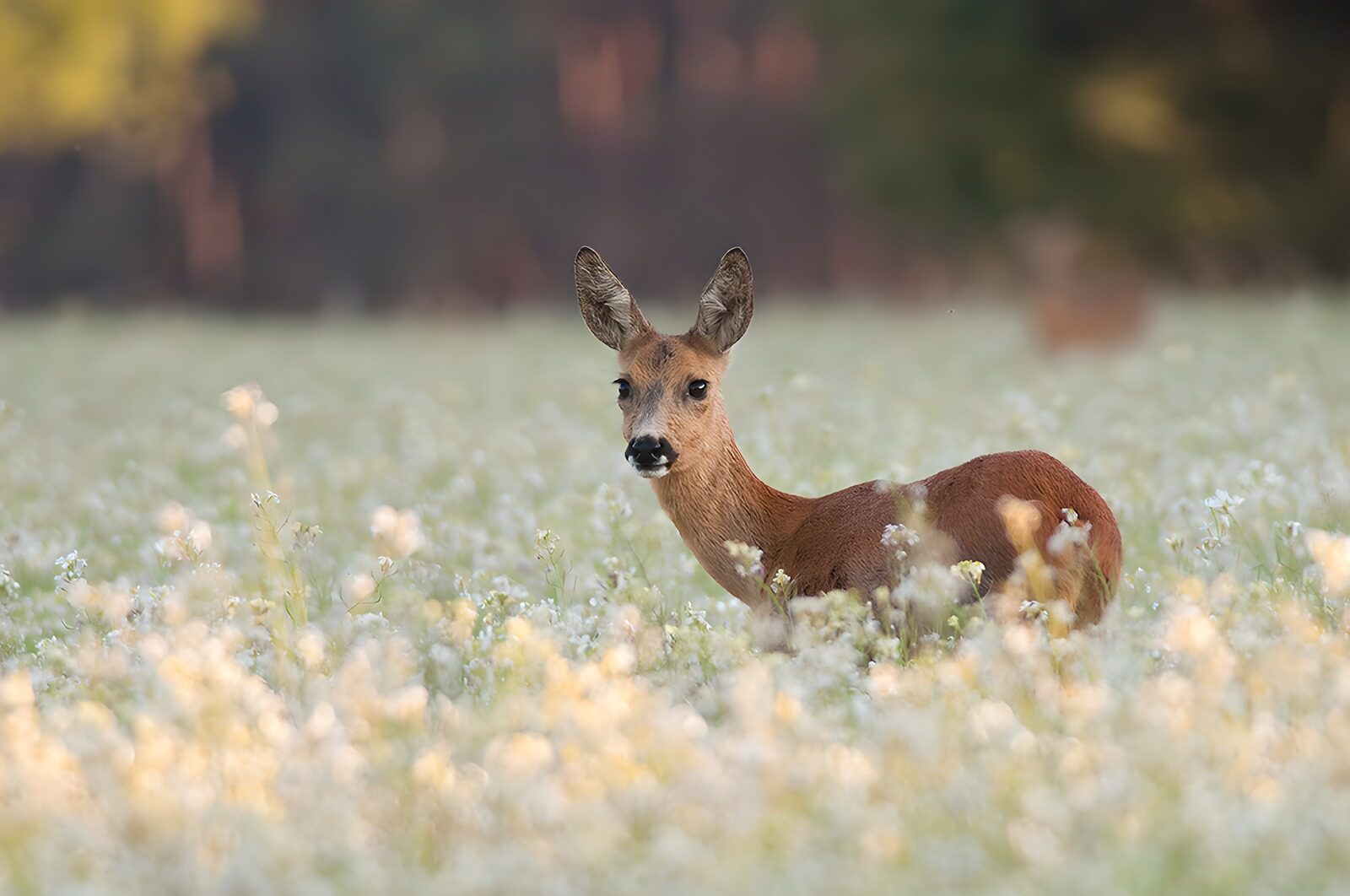OCUK67498: Gentle Roe Deer in Blooming Meadow