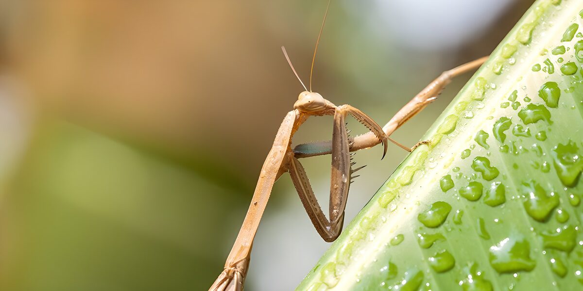OCUK19770: Praying Mantis on Leaf