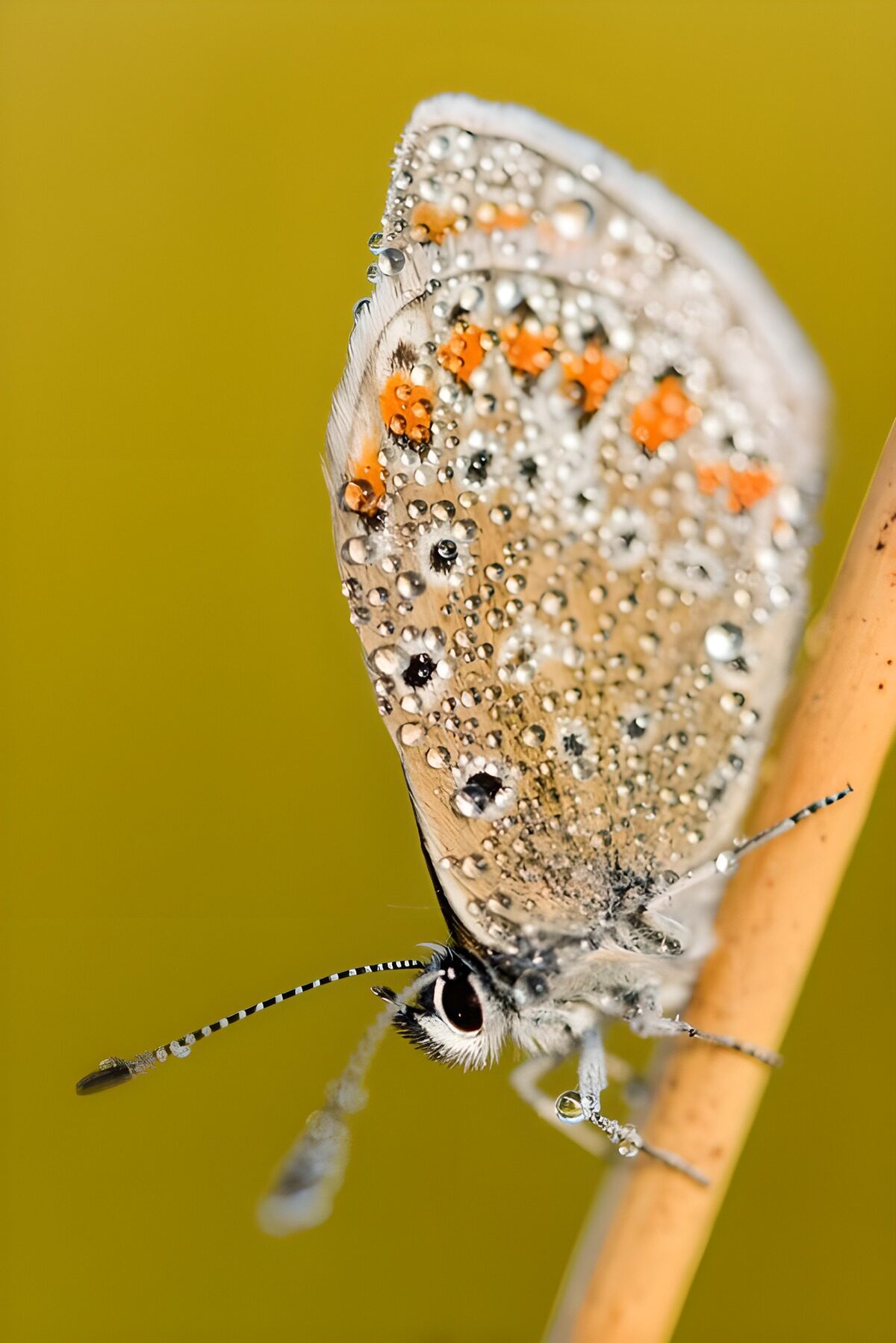 OCUK77380: Dew-kissed Butterfly on a Stem