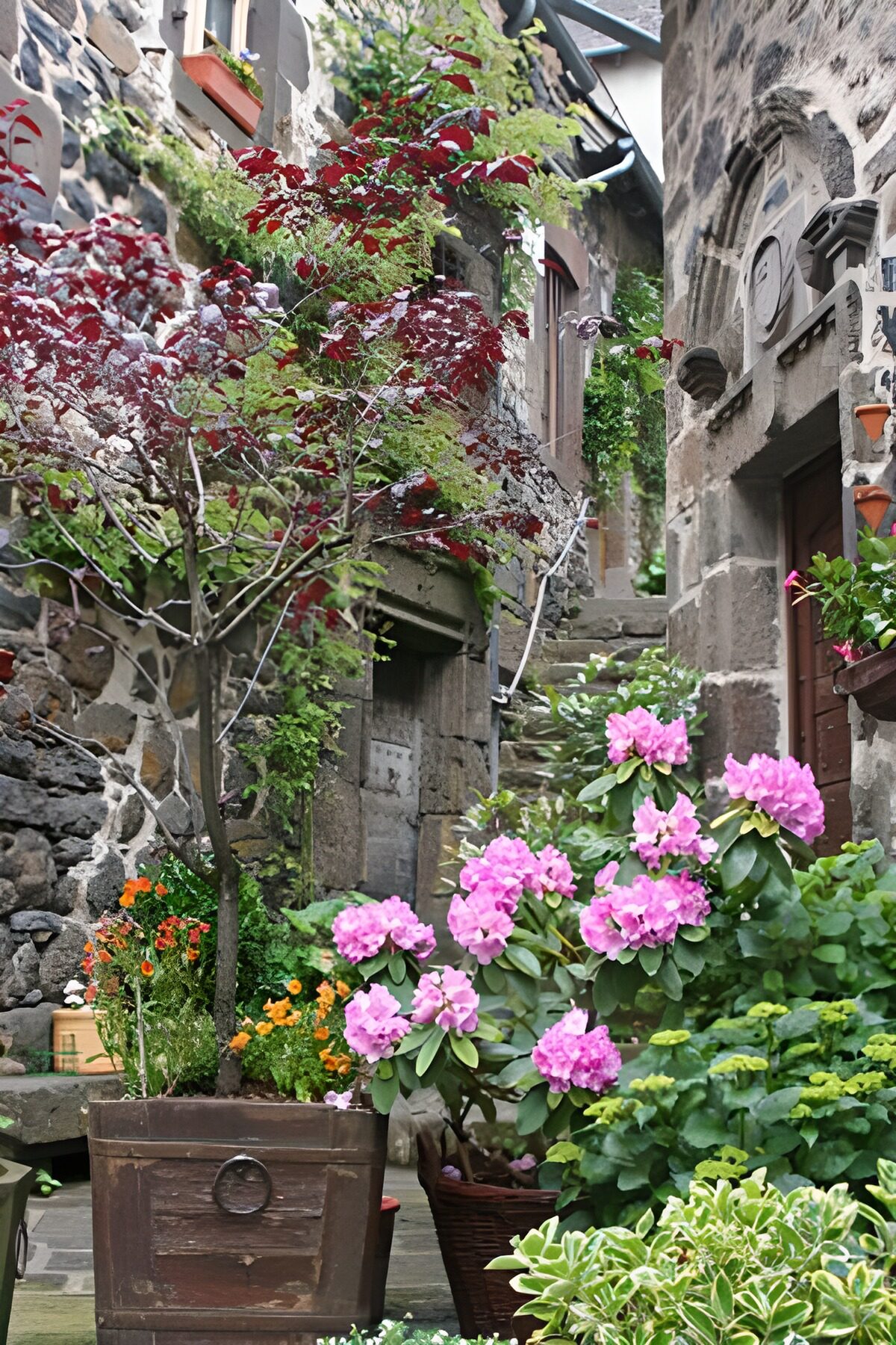 OCUK88113: Old flowers pots with small trees and old house