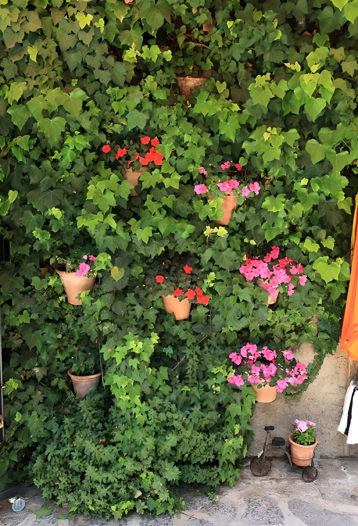 OCUK88471: Some flowerpots with colorful flowers in a bush
