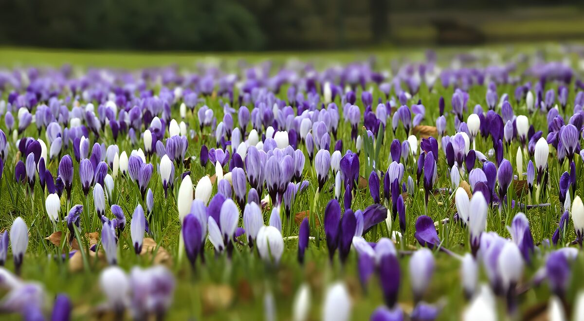 Field with purple crocuses