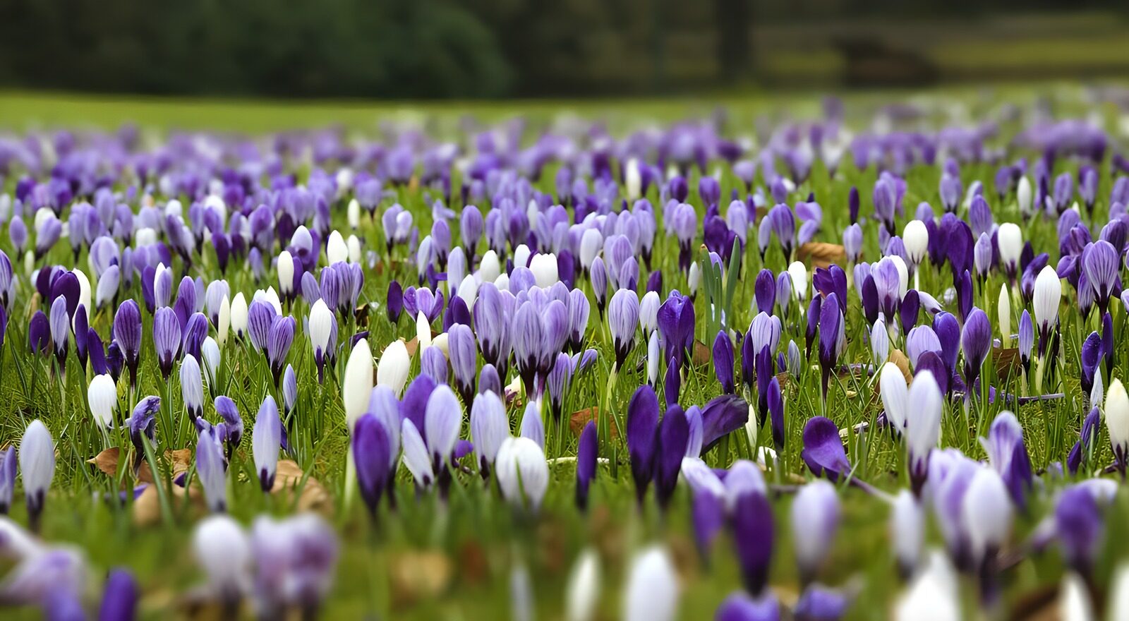 OCUK44068: Field with purple crocuses