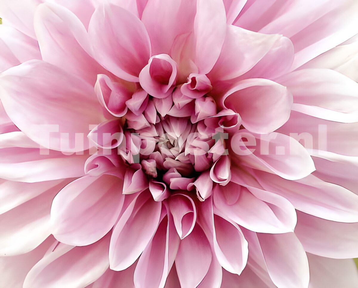 Flower photo 99