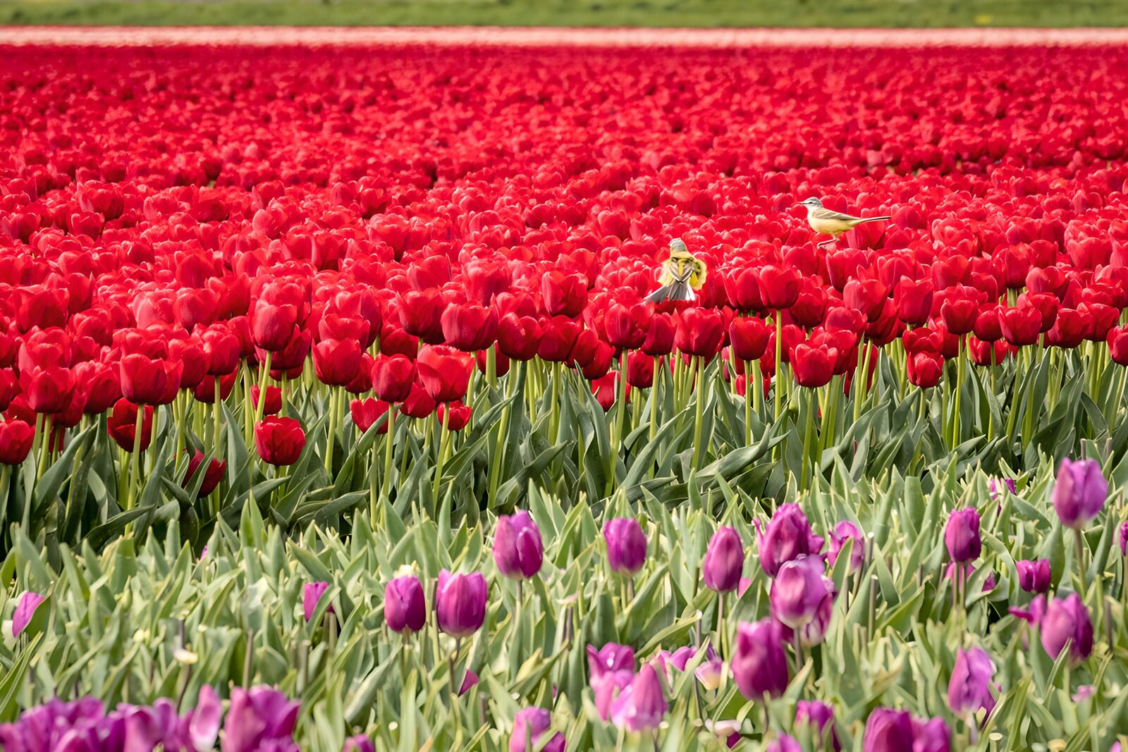 OCUK38453: Vibrant Tulip Field in Full Bloom
