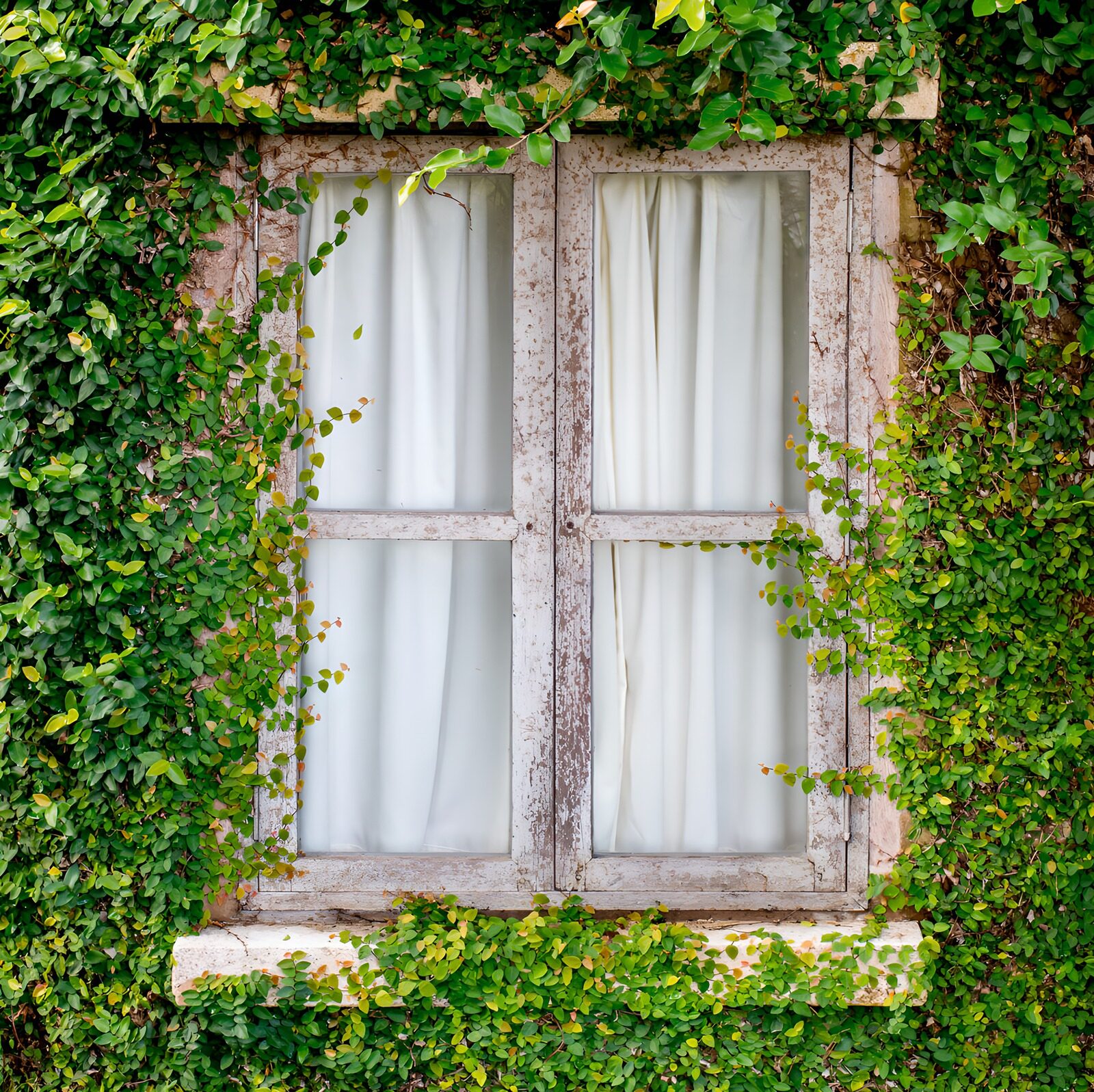 OCUK96403: Enchanted Greenery Embracing a Vintage Window