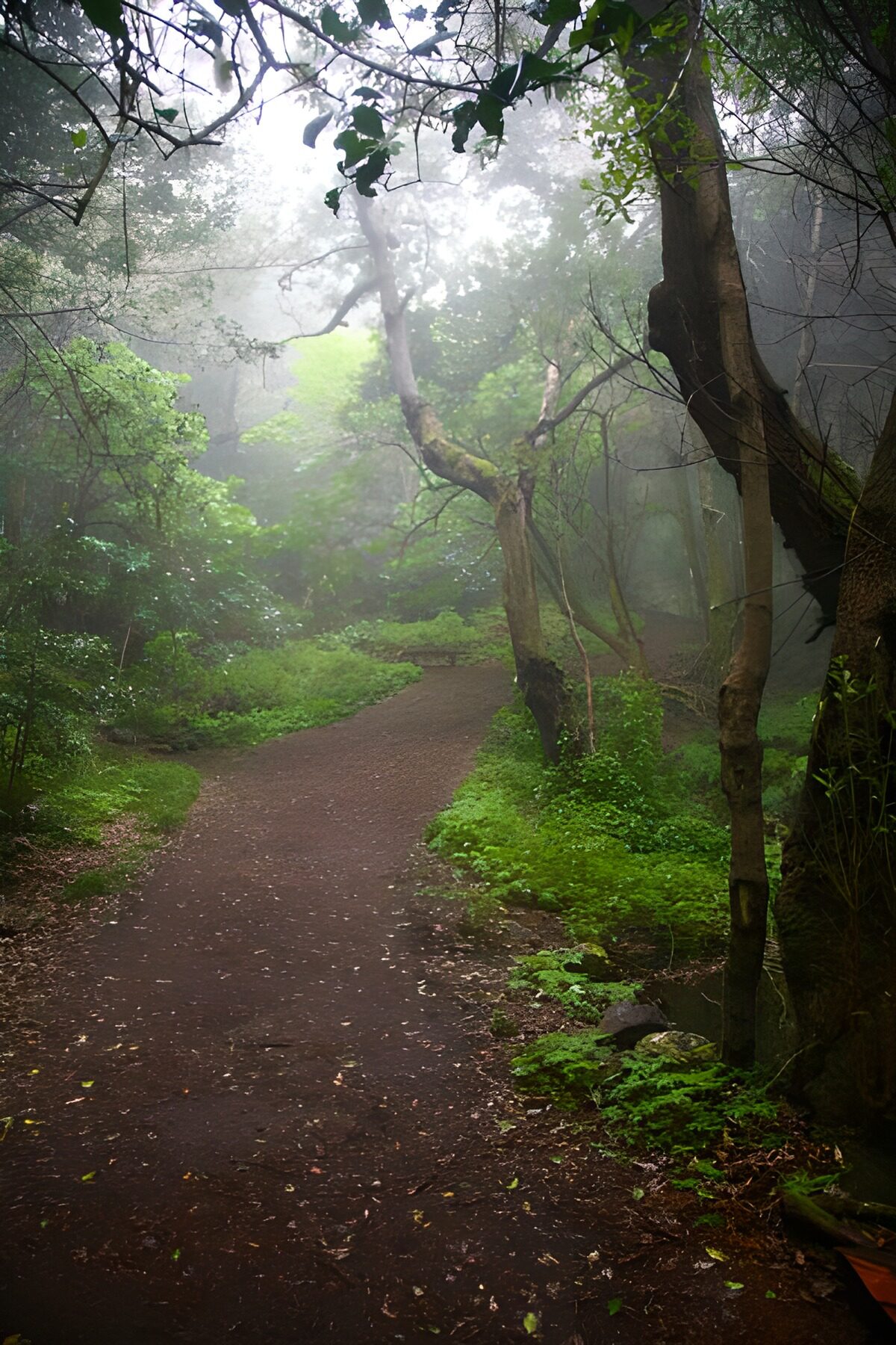 OCUK42669: La Gomera 41