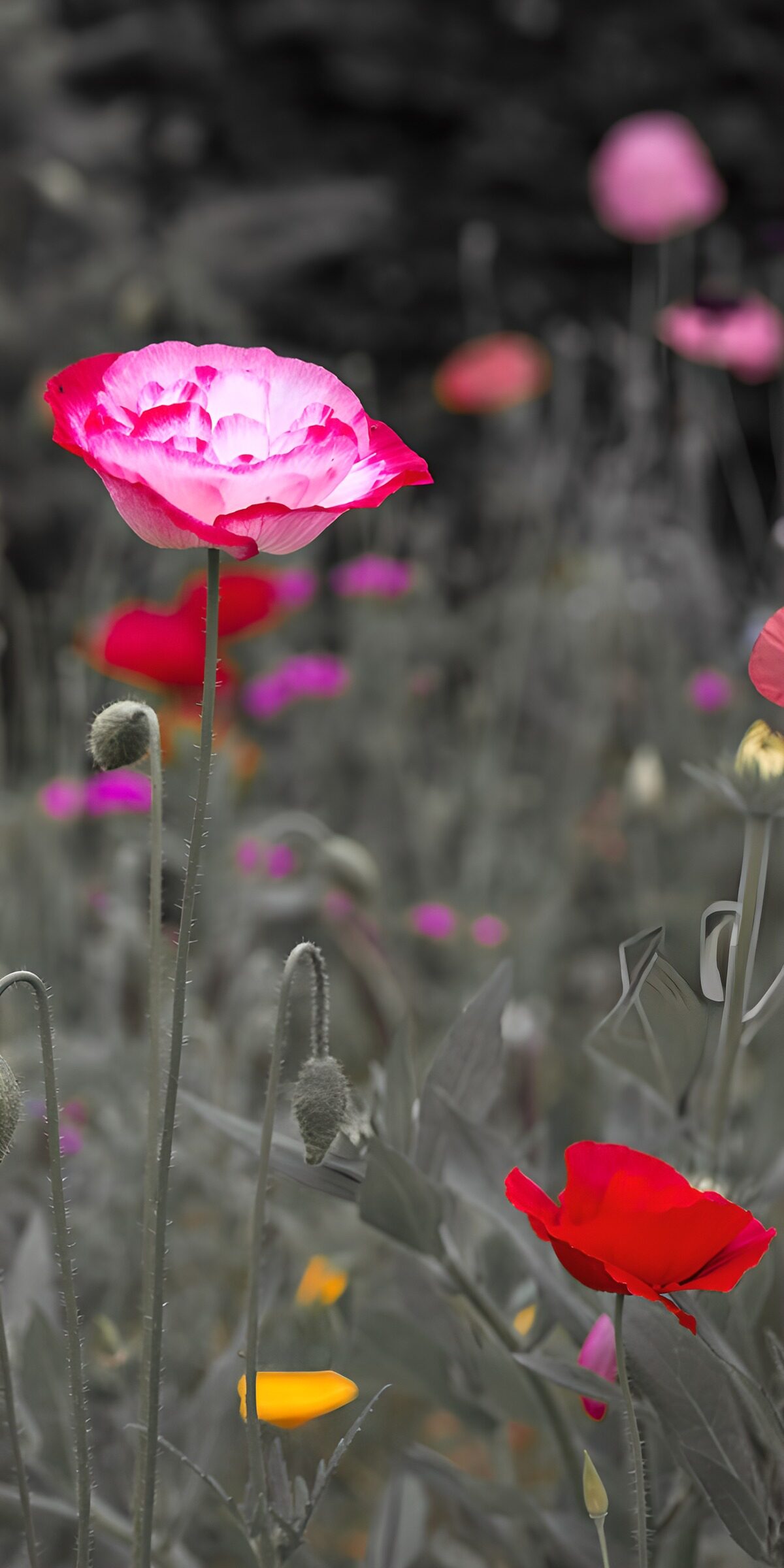 OCUK41676: Vibrant Poppies Amidst a Gray Field
