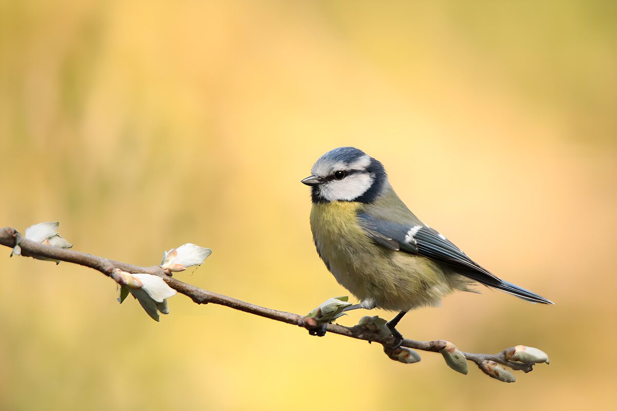 OCUK13616: Charming Blue Tit on a Branch