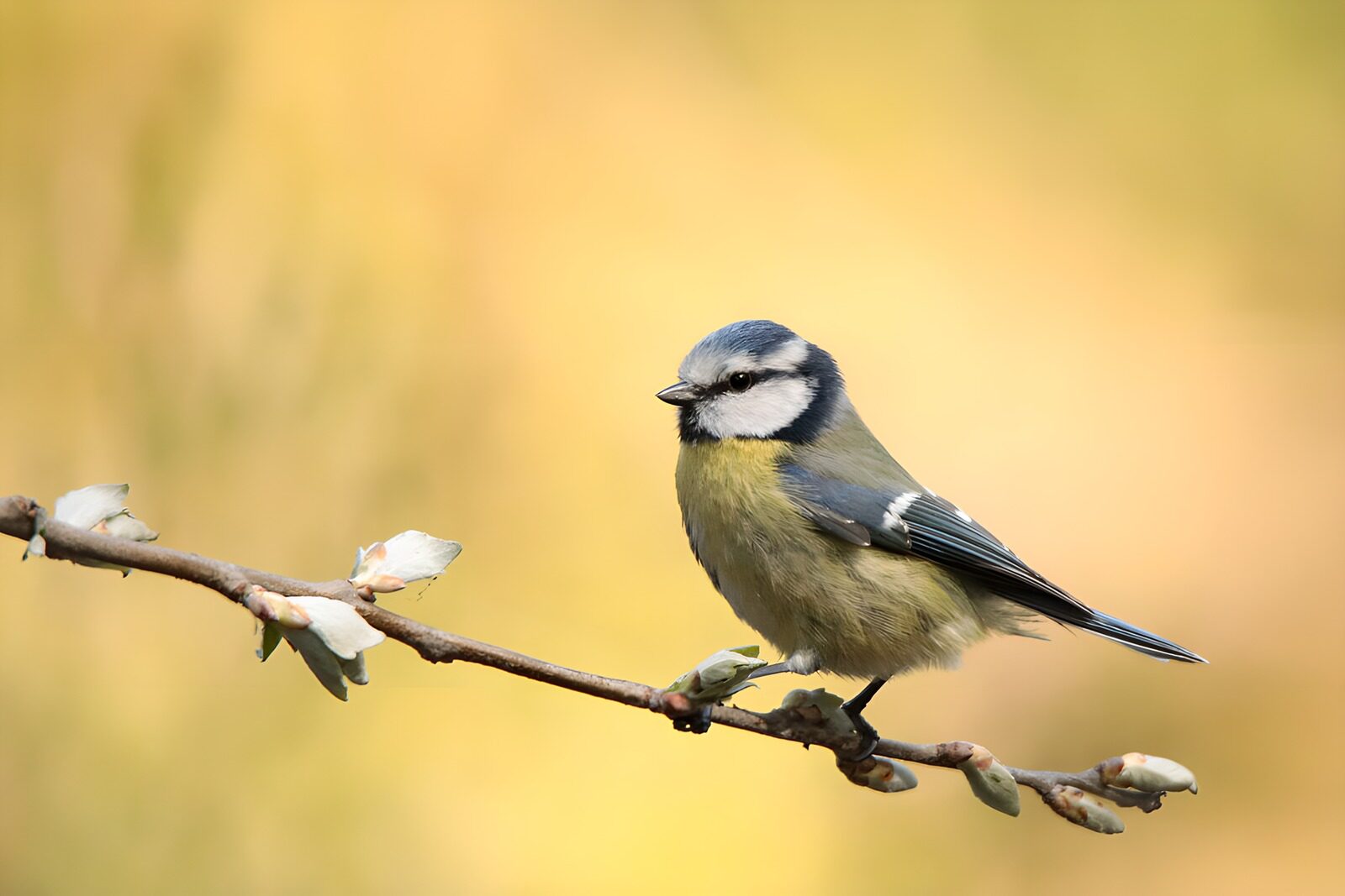 OCUK13616: Charming Blue Tit on a Branch