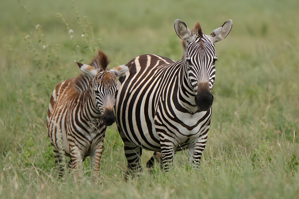 OCUK20199: Mother and Baby Zebras in the Wild