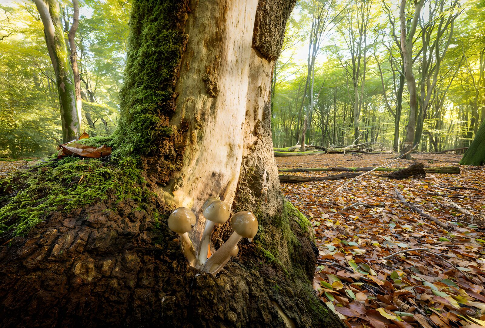 OCUK98661: Tranquil Forest Scene with Mushrooms