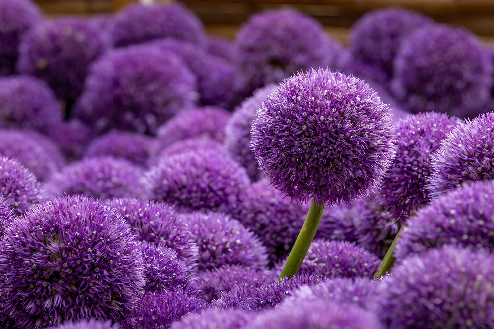 OCUK45542: Vibrant Purple Allium Blossoms