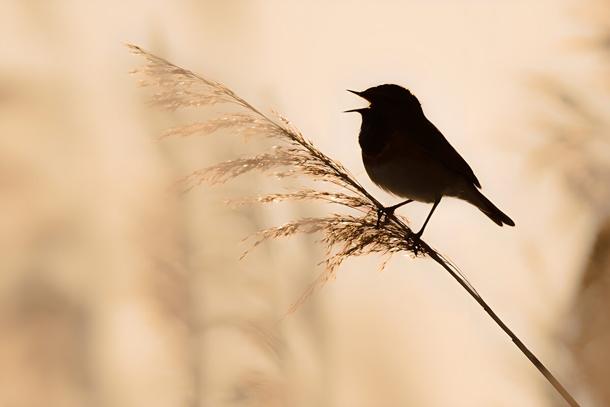 OCUK98356: Songbird Silhouette at Dusk