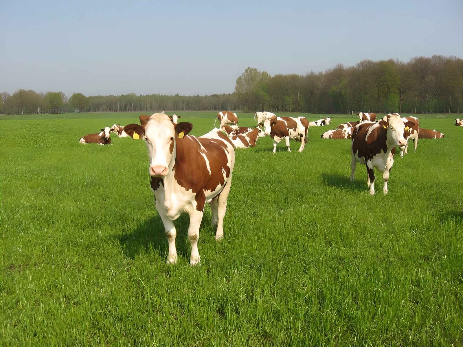 OCUK20640: Cows 2