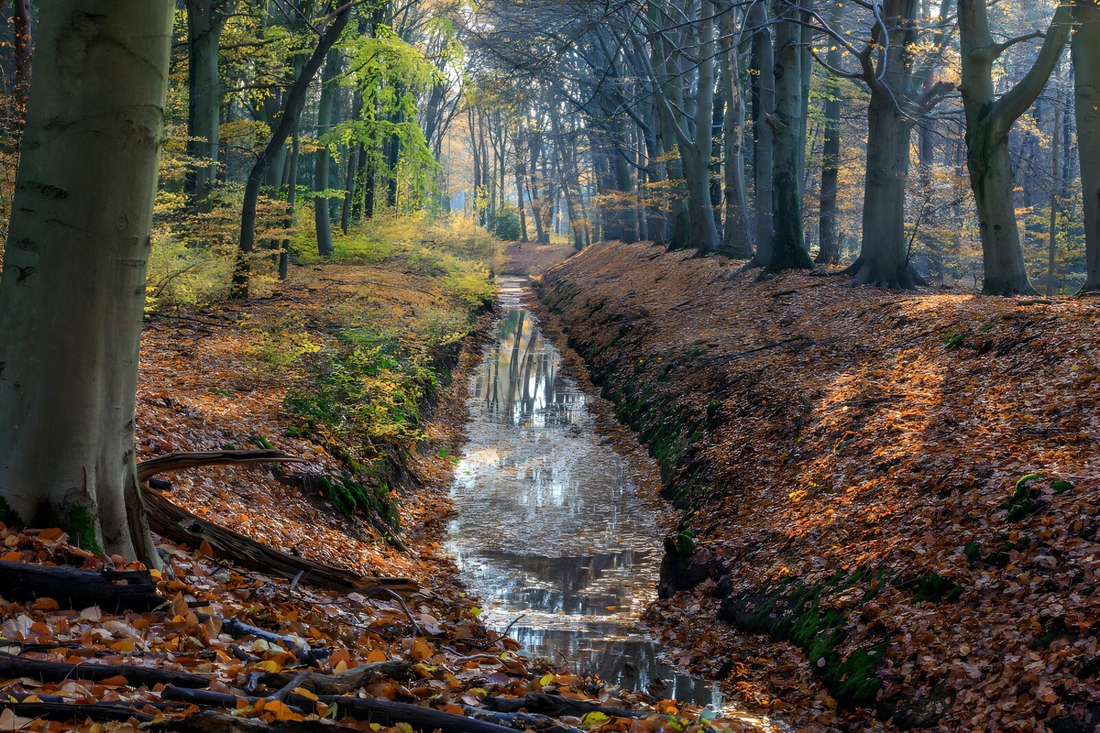 OCUK73213: Autumn Reflections in the Forest