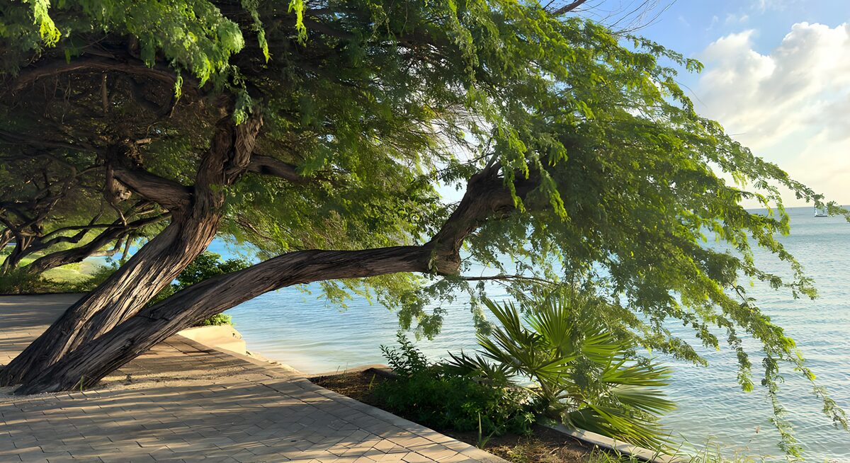 Serene Waterfront Tree Canopy