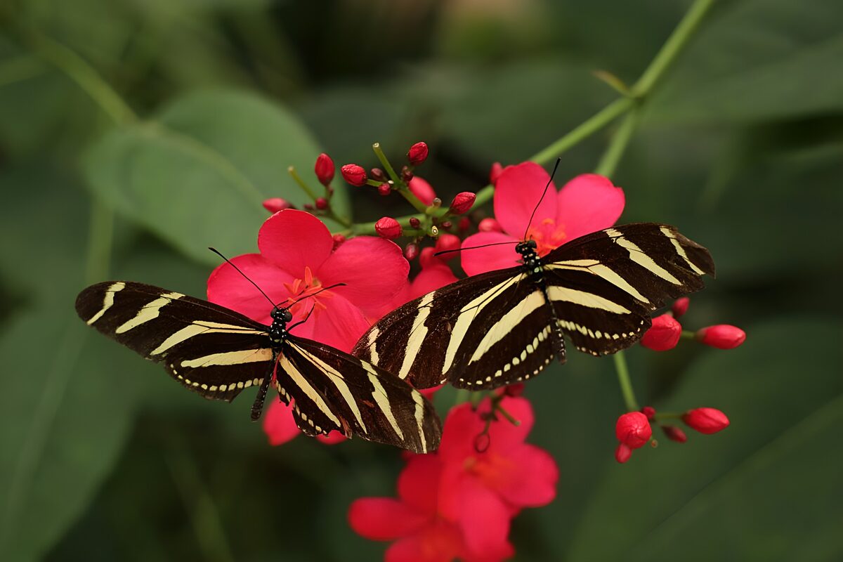 Striking Zebra Butterflies on Blooms
