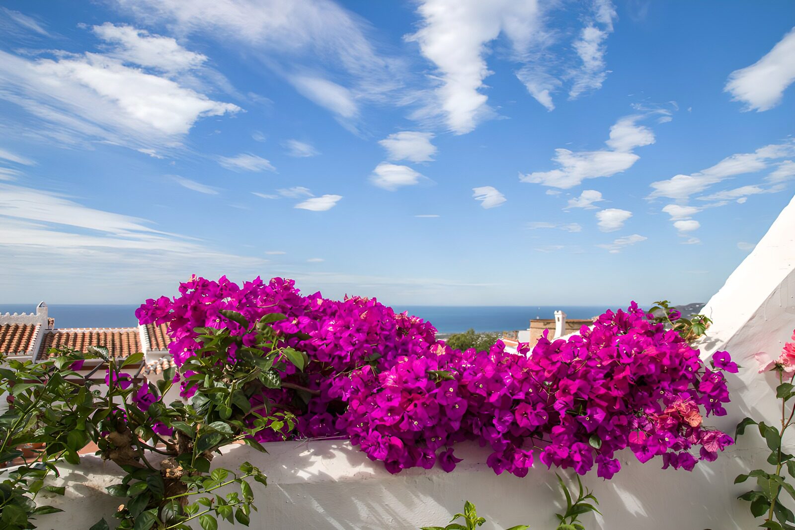 OCUK86936: Vibrant Bougainvillea by the Sea