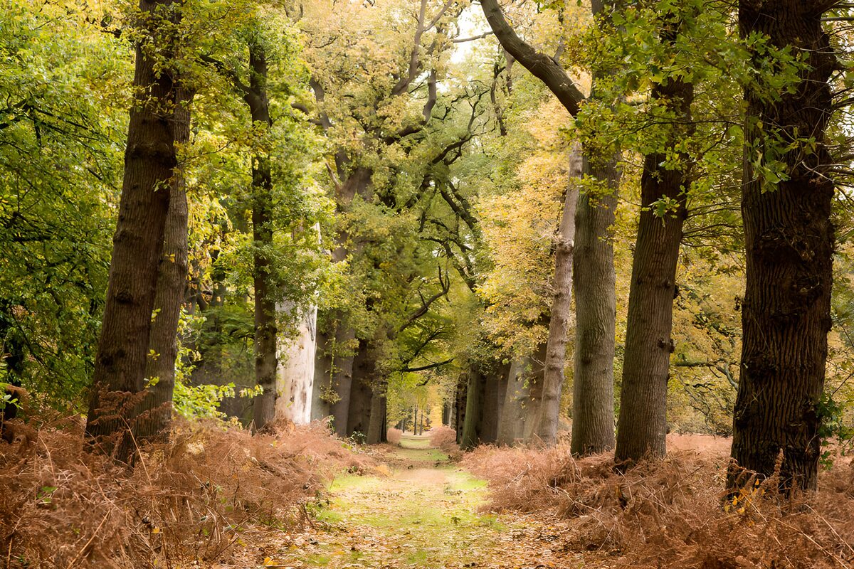 OCUK75434: Tranquil Autumn Forest Pathway