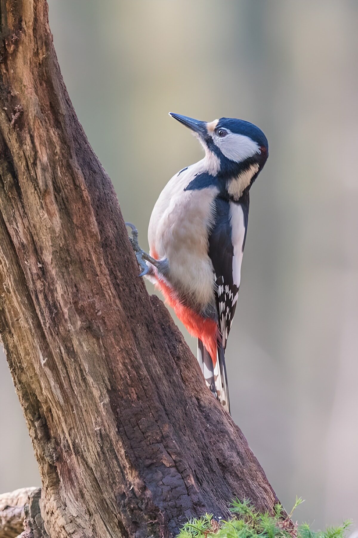 Woodpecker on Tree Trunk