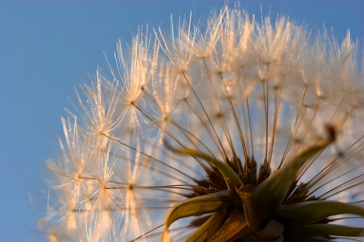 Delicate Dandelion Seeds in the Sky