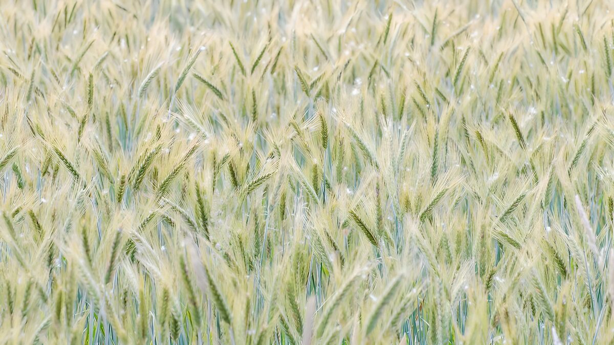 OCUK72768: Lush Green Wheat Field