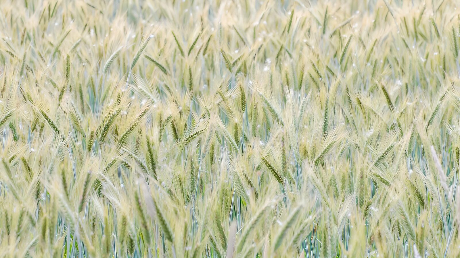 OCUK72768: Lush Green Wheat Field