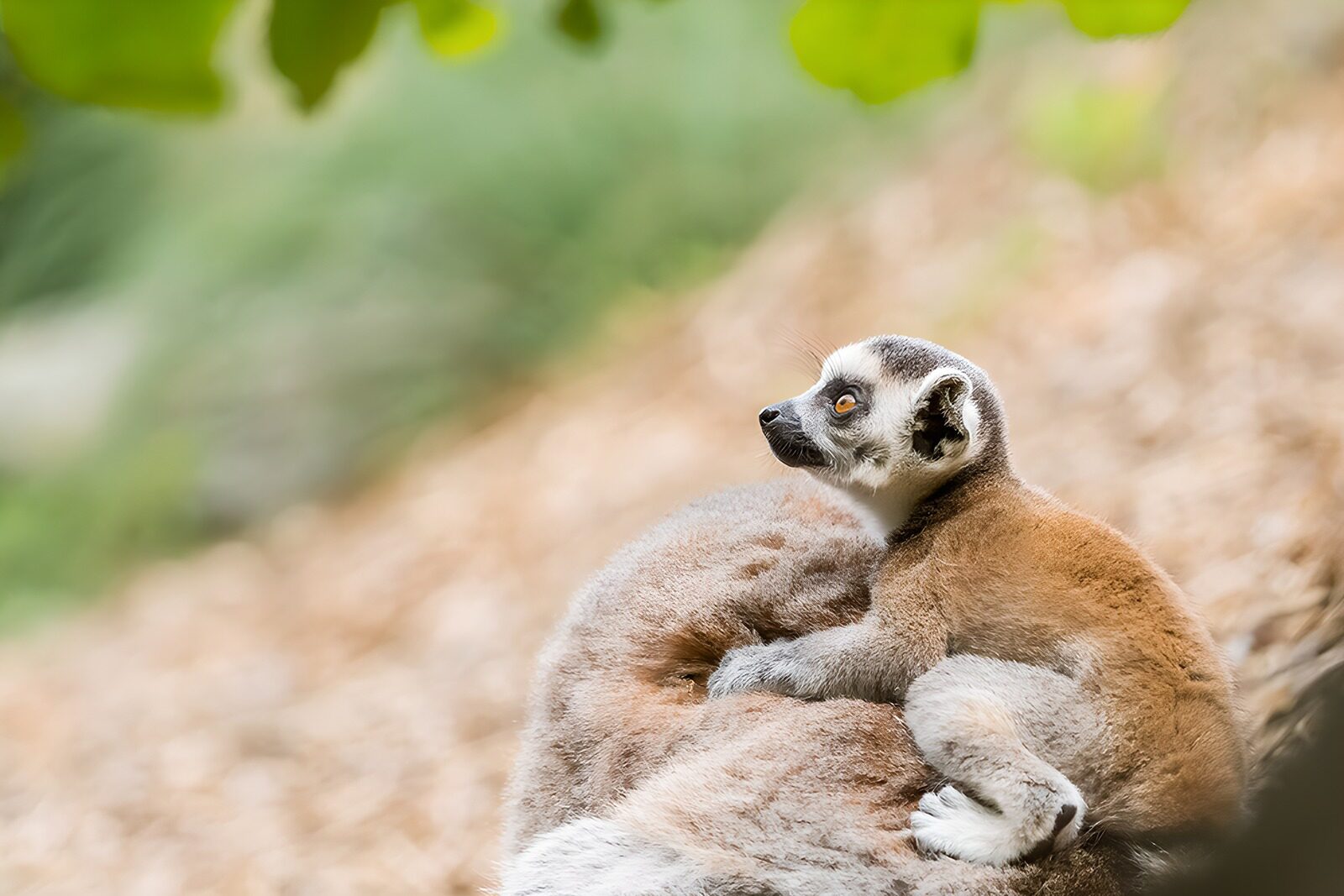 OCUK52323: Curious Lemur Baby on a Mother's Back
