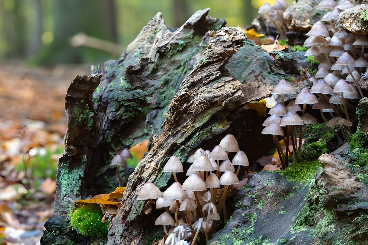 OCUK92169: Old tree trunk overgrown with mushrooms