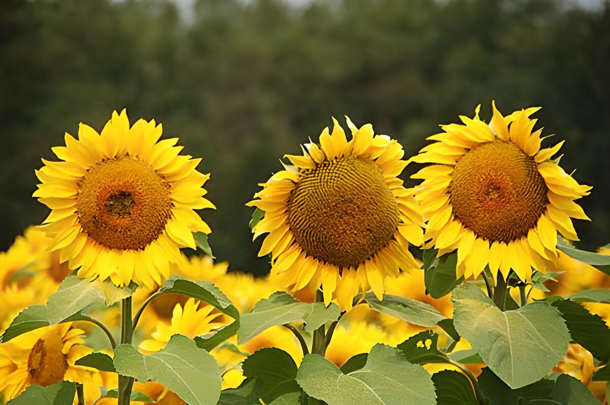 Sunflowers in a row with leaves and forest in the background