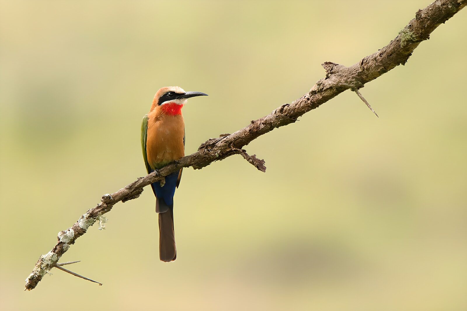 OCUK58189: Colorful Bird on a Branch
