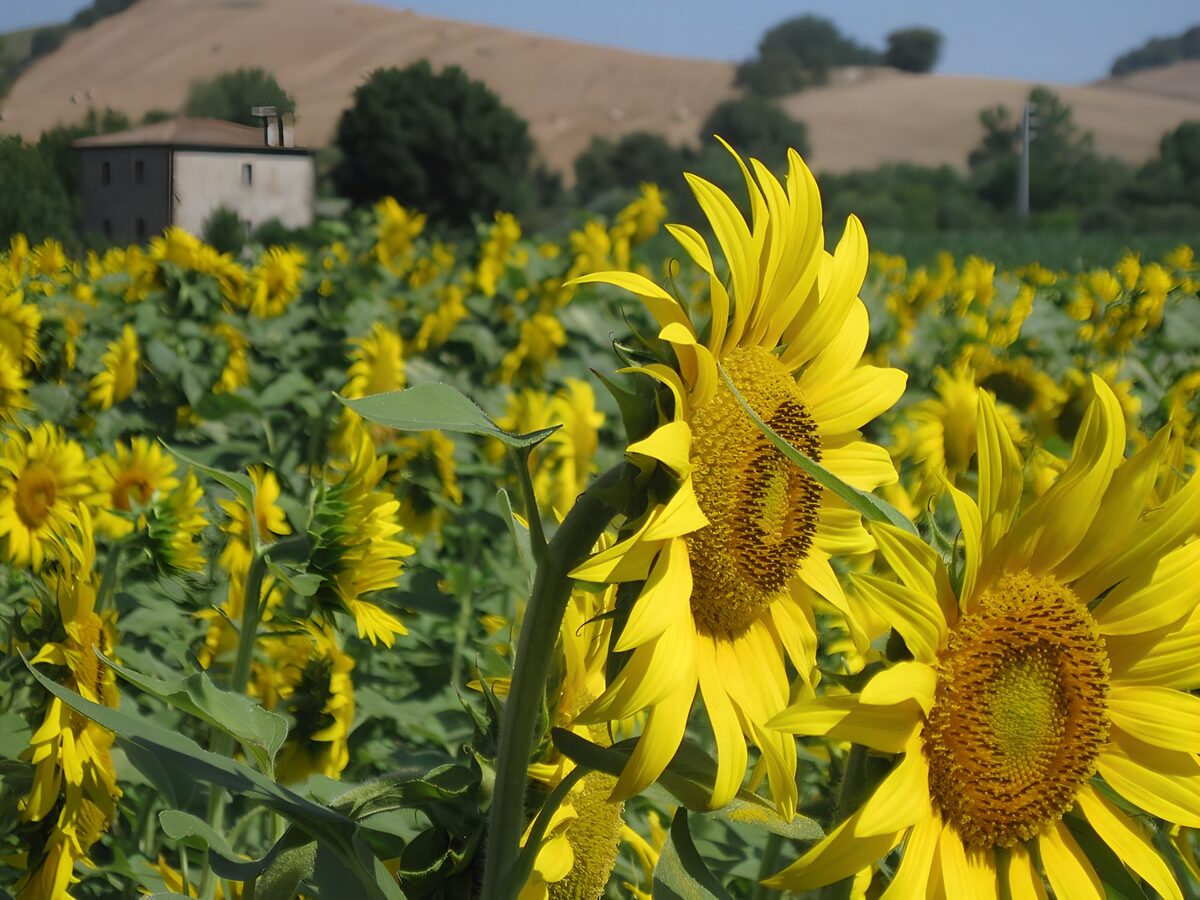 OCUK33467: Vibrant Sunflower Field in Bloom