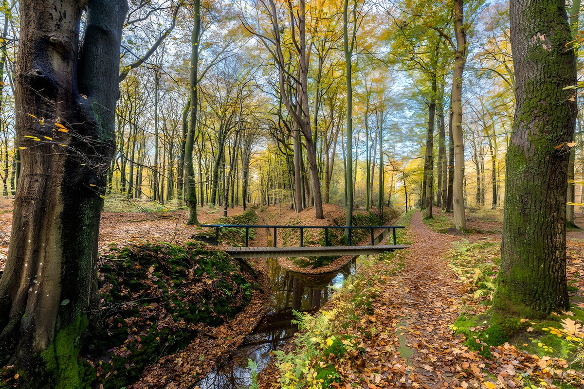 OCUK41890: Serene Autumn Path in the Woods