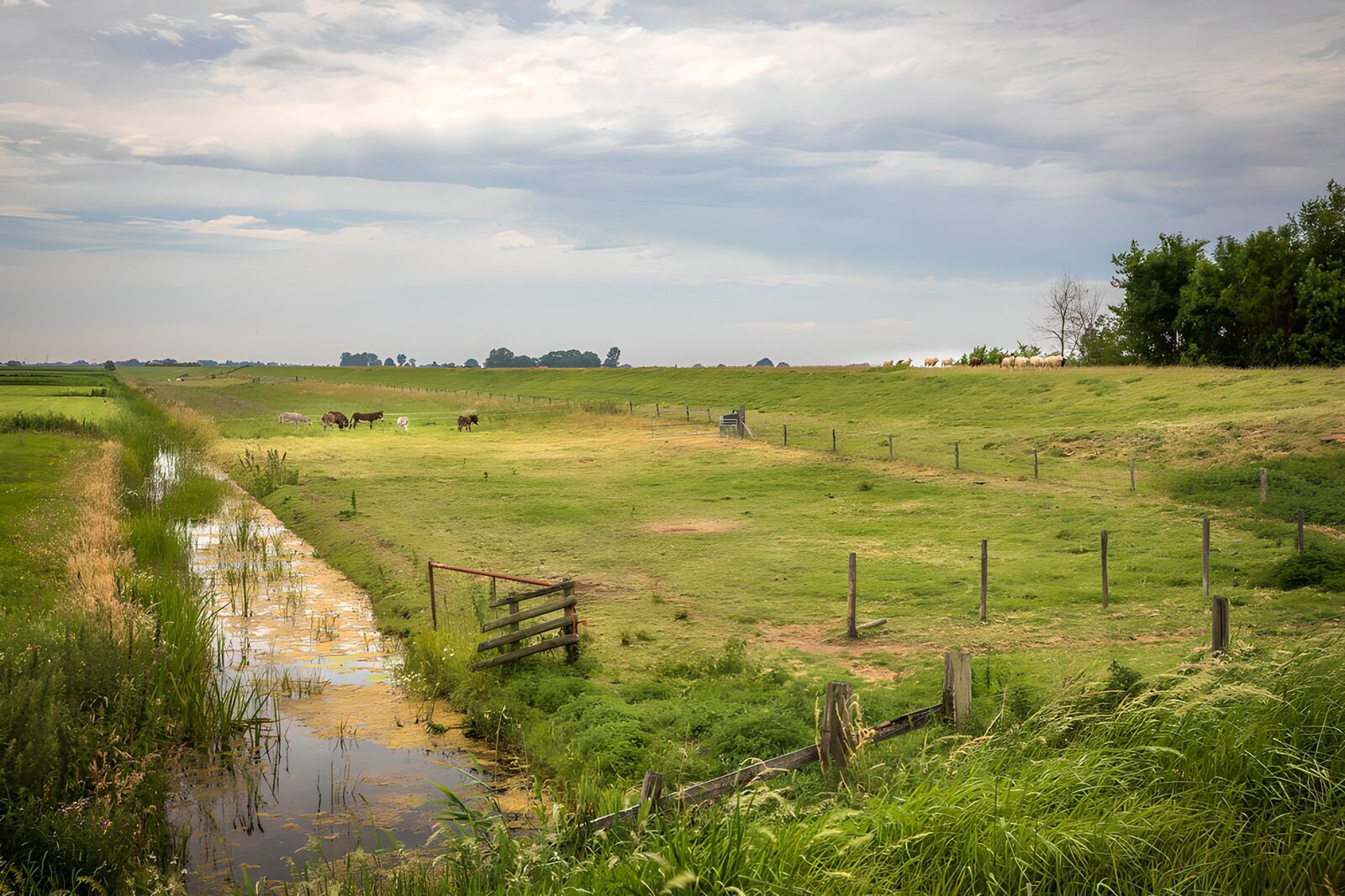 OCUK86171: Tranquil Pasture Landscape with Livestock
