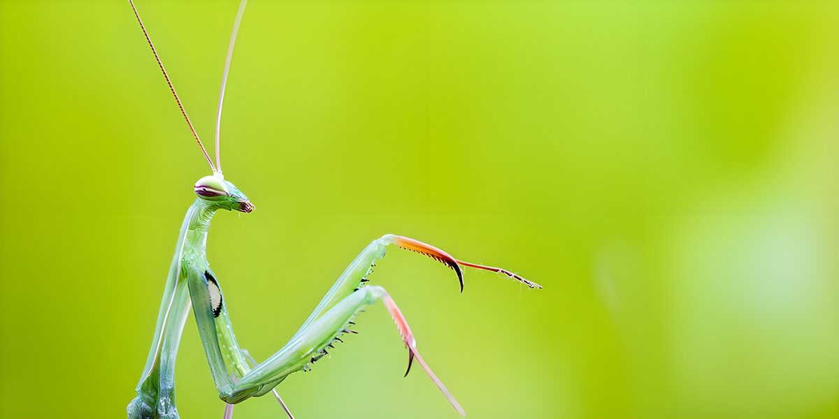 OCUK79399: Curious Praying Mantis in Greenery