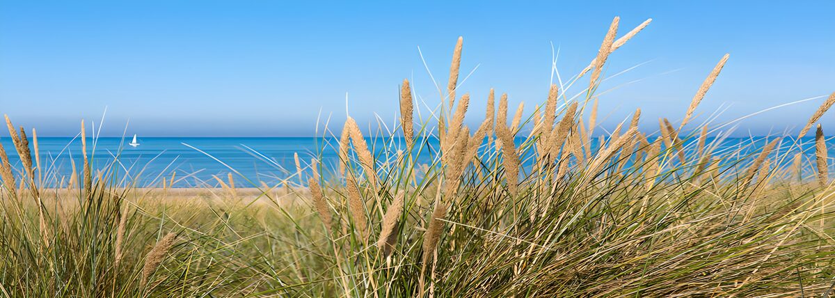 OCUK32032: Serene Coastal Grassland Scene