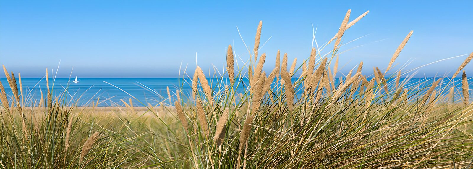 OCUK32032: Serene Coastal Grassland Scene