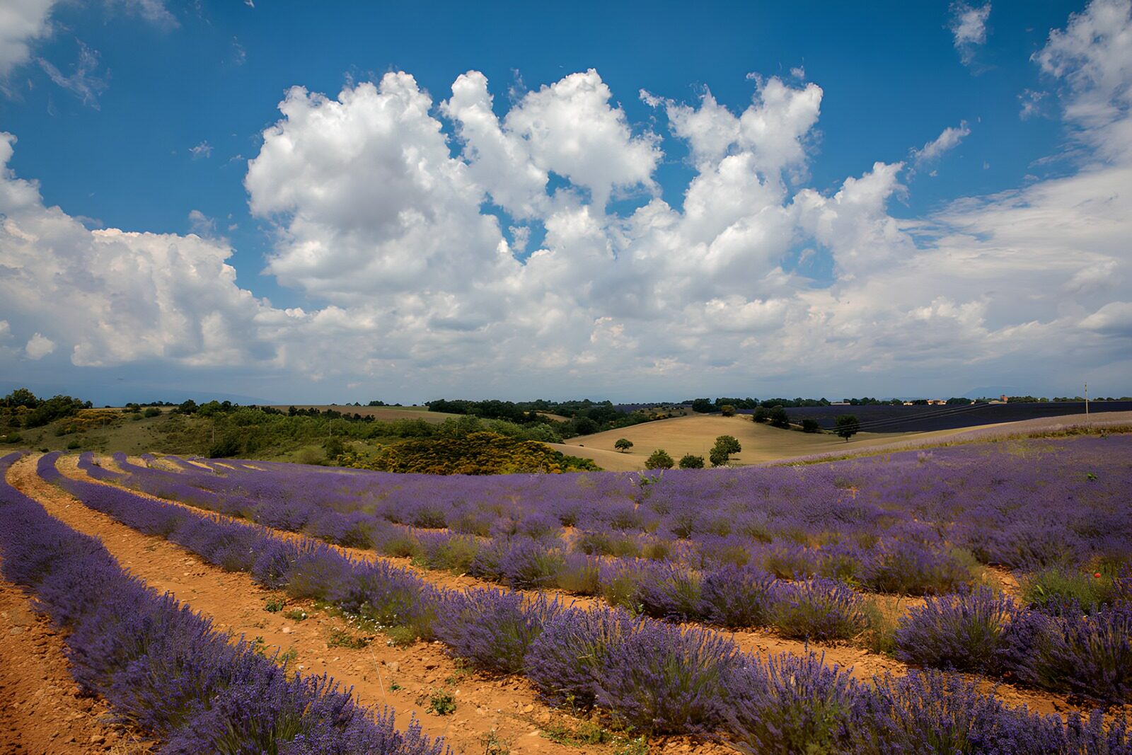 OCUK66847: Lavender Fields Under a Blue Sky
