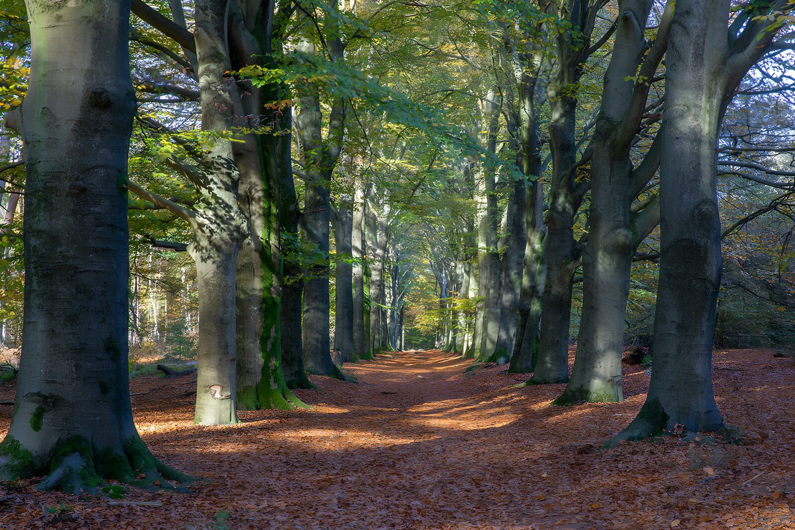OCUK71883: Serene Tree-Lined Pathway