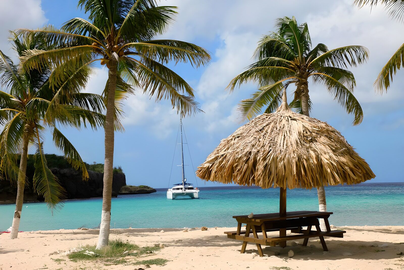 OCUK61103: Palm trees near beach with catamaran