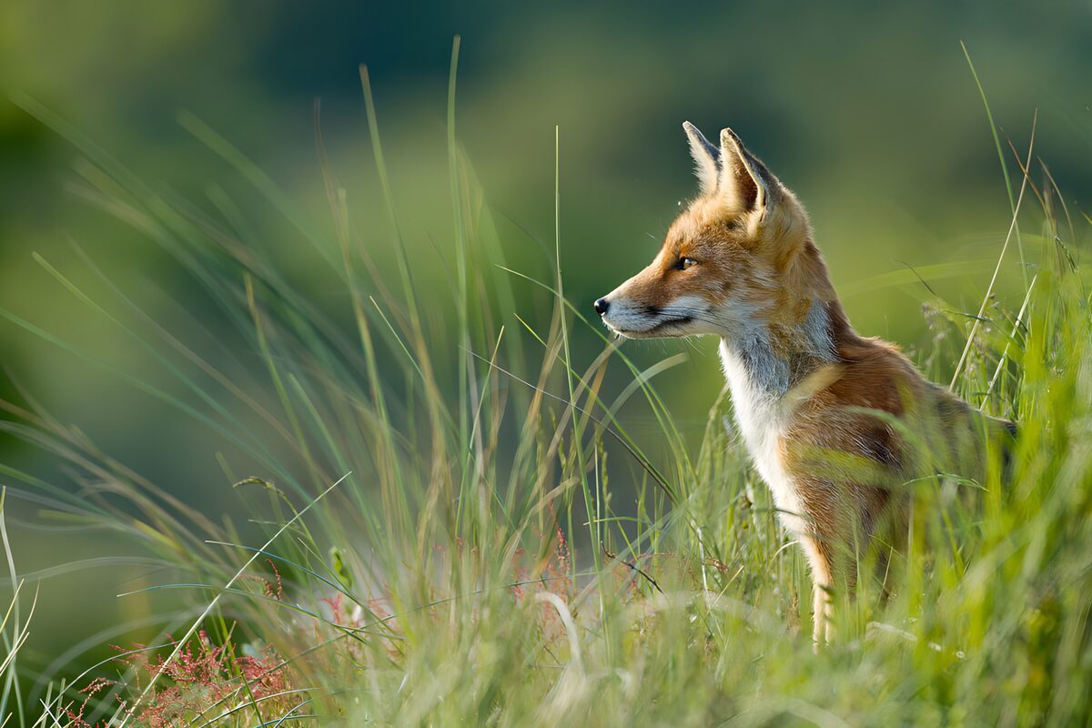 OCUK73986: Watchful Coyote in the Wild