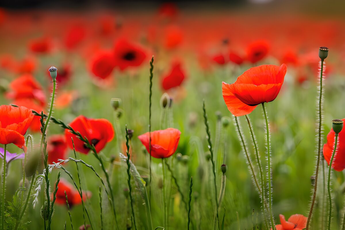 OCUK35685: Vibrant Poppy Field in Full Bloom
